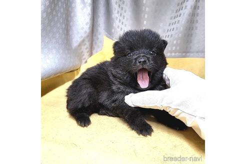 成約済の茨城県のスキッパーキ-212583の3枚目