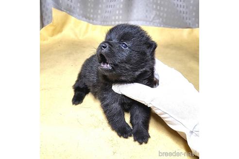 成約済の茨城県のスキッパーキ-212583の2枚目