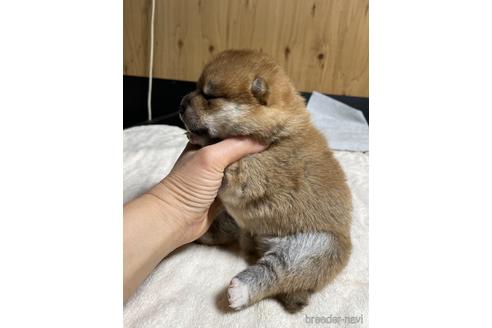 成約済の滋賀県の柴犬-212601の4枚目