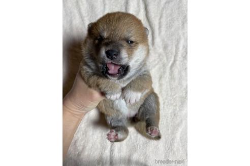 成約済の滋賀県の柴犬-212601