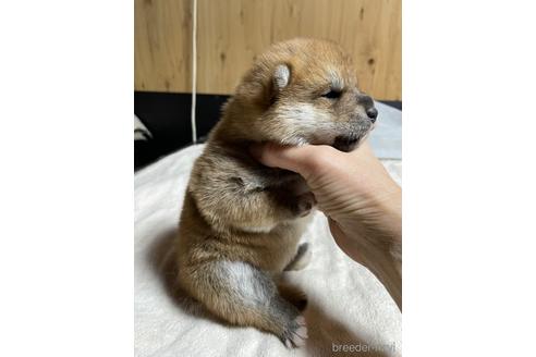 成約済の滋賀県の柴犬-212601の2枚目
