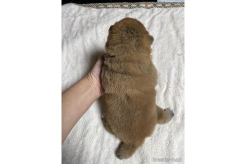 成約済の滋賀県の柴犬-212601の3枚目