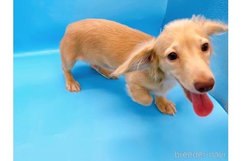 成約済の東京都のミニチュアダックスフンド(ロングヘアード)-202028の6枚目