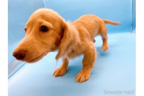 成約済の東京都のミニチュアダックスフンド(ロングヘアード)-202028の5枚目