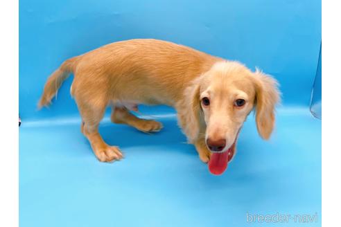 成約済の東京都のミニチュアダックスフンド(ロングヘアード)-202028の4枚目