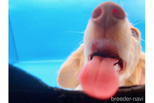 成約済の東京都のミニチュアダックスフンド(ロングヘアード)-202028の3枚目