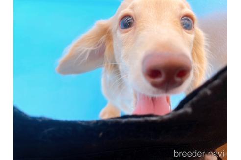 成約済の東京都のミニチュアダックスフンド(ロングヘアード)-202028の2枚目