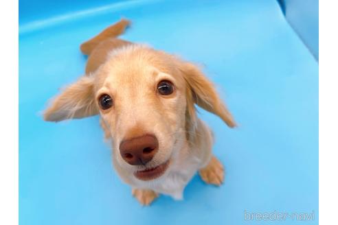 成約済の東京都のミニチュアダックスフンド(ロングヘアード)-202028