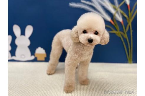琥珀くん1枚目