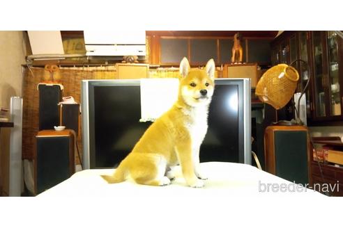 成約済の岐阜県の柴犬-205803