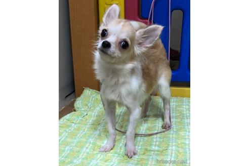 成約済の神奈川県のチワワ(ロングコート)-179995の8枚目