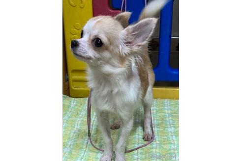成約済の神奈川県のチワワ(ロングコート)-179995の7枚目