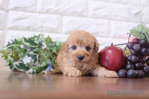 成約済の滋賀県のトイプードル-212733の1枚目