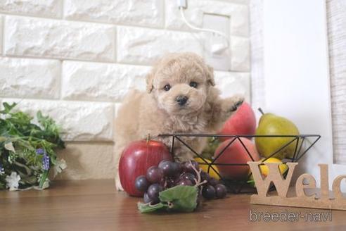 成約済の滋賀県のトイプードル-212741