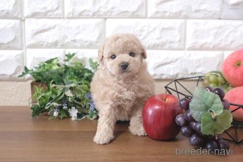 成約済の滋賀県のトイプードル-212741の4枚目