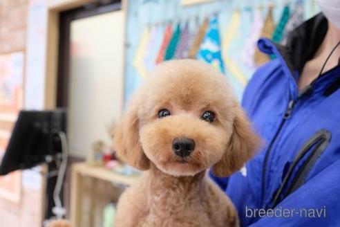 成約済の滋賀県のトイプードル-212741の2枚目