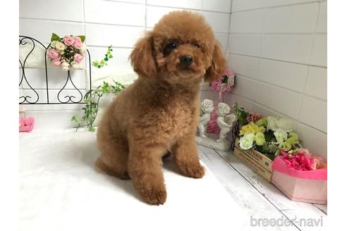 サチちゃん1枚目