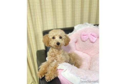 成約済の茨城県のタイニープードル-212767の2枚目