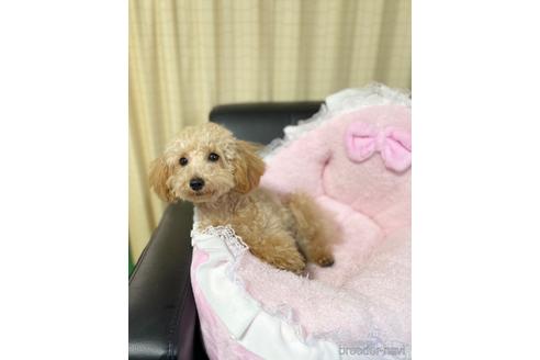 成約済の茨城県のタイニープードル-212767の5枚目