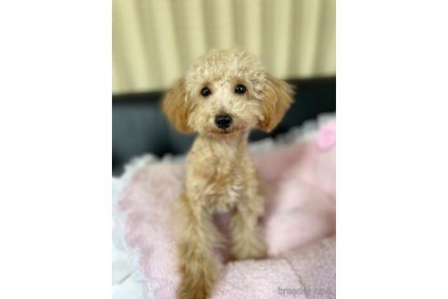 成約済の茨城県のタイニープードル-212767の6枚目