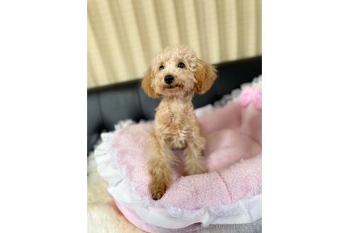 成約済の茨城県のタイニープードル-212767の1枚目