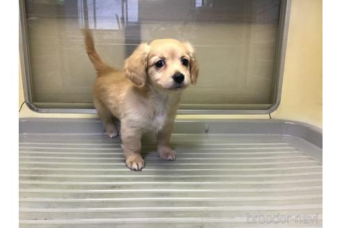 成約済の山形県のミックス犬-212770の2枚目