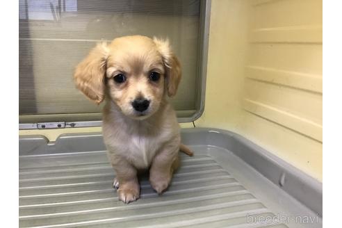 成約済の山形県のミックス犬-212770の1枚目