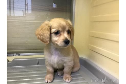 成約済の山形県のミックス犬-212770の3枚目