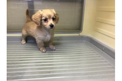 成約済の山形県のミックス犬-212770の4枚目