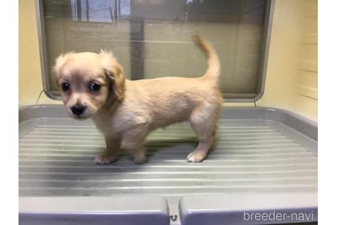 成約済の山形県のミックス犬-212770の5枚目