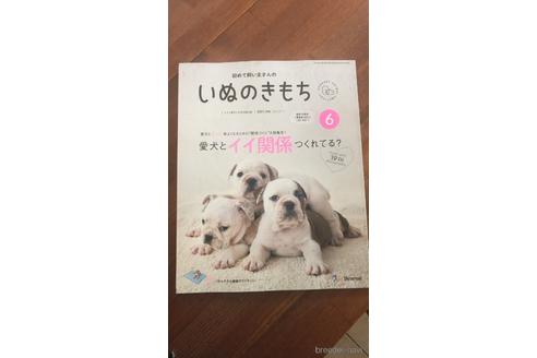 成約済の大阪府のブルドッグ-212772の5枚目