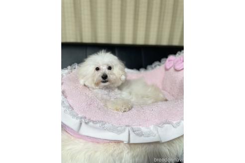 成約済の茨城県のトイプードル-187437の2枚目