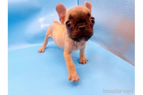 成約済の東京都のフレンチブルドッグ-208651の38枚目