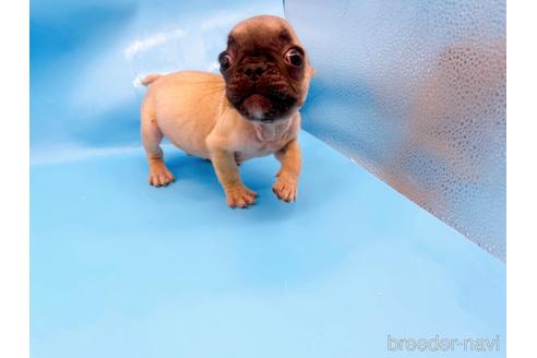 成約済の東京都のフレンチブルドッグ-208651の37枚目