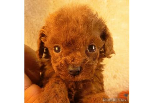 成約済の茨城県のタイニープードル-212823の1枚目