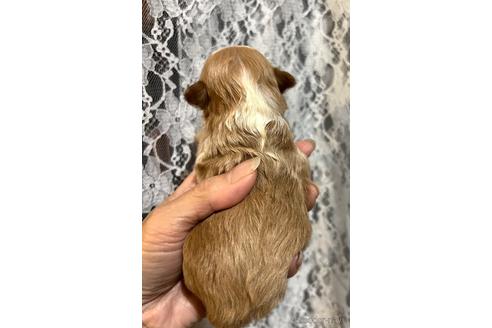 成約済の埼玉県のマルプー:マルチーズ×トイプードル-212829の21枚目