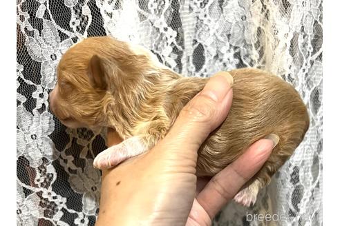 成約済の埼玉県のマルプー:マルチーズ×トイプードル-212829の19枚目
