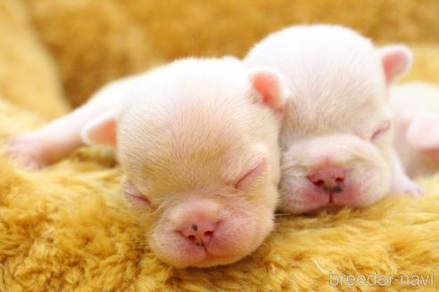 成約済の愛知県のフレンチブルドッグ-212867の37枚目