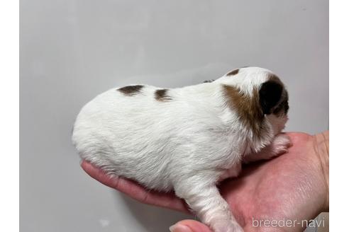 成約済の沖縄県のチワワ(ロングコート)-212897の10枚目