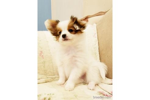 成約済の愛媛県のパピヨン-212915の3枚目