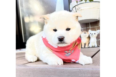 成約済の埼玉県の柴犬-211547の4枚目