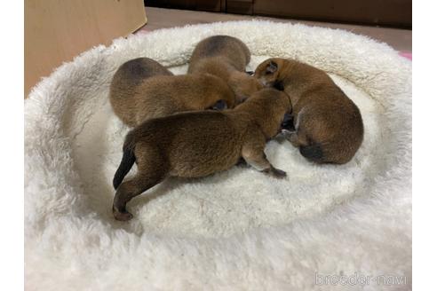 成約済の岡山県の柴犬-212957の2枚目