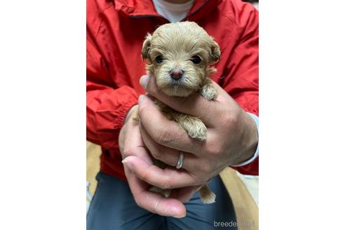 成約済の静岡県のチワプー:チワワ×トイプードル-210534の3枚目