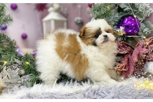 成約済の愛知県のミックス犬-213006の3枚目