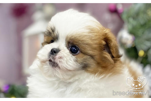 成約済の愛知県のミックス犬-213006の4枚目