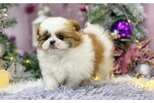 成約済の愛知県のミックス犬-213006の5枚目