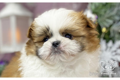 成約済の愛知県のミックス犬-213006の1枚目