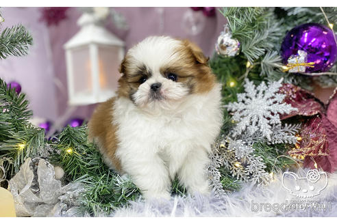 成約済の愛知県のミックス犬-213006の6枚目