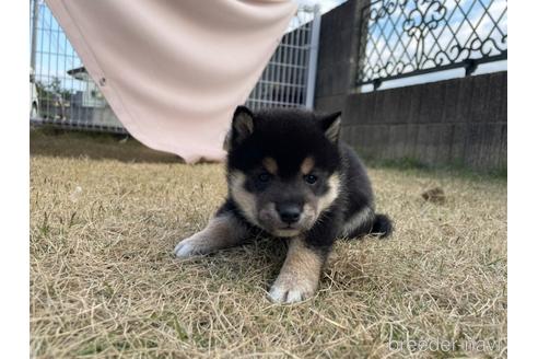 成約済の香川県の豆柴-213024の13枚目