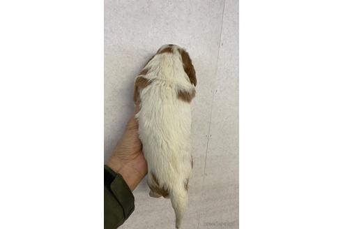 成約済の北海道のキャバリアキングチャールズスパニエル-213078の2枚目